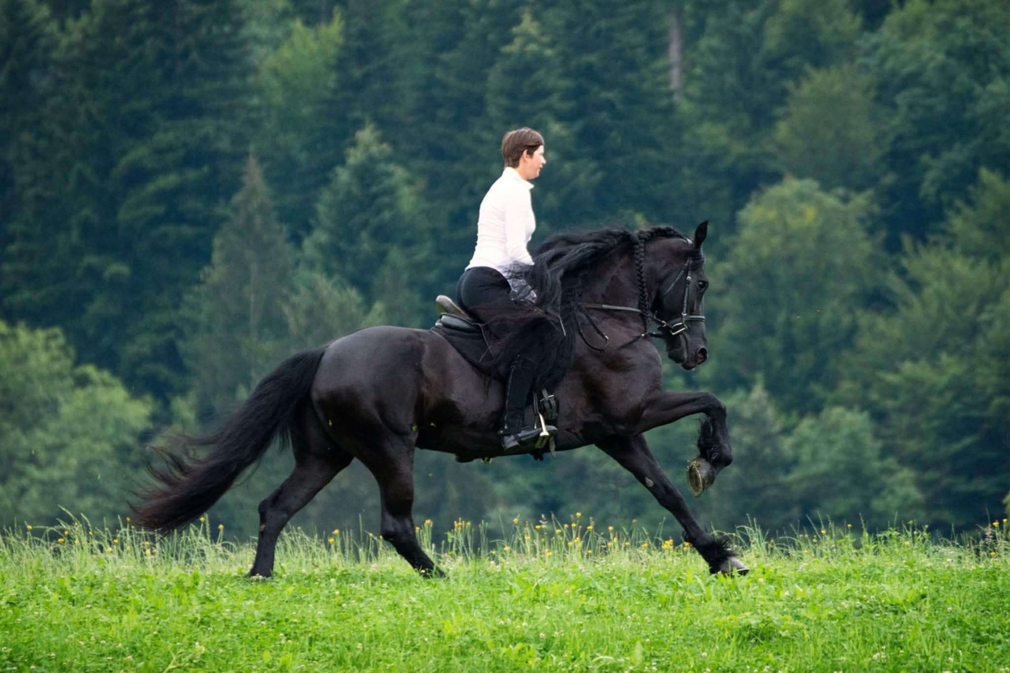 Ranč Fifi - jahanje konj